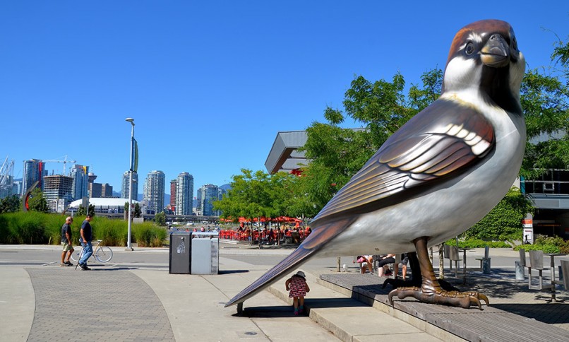 Giant-Sparrow-Vancouver