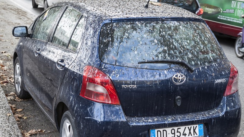 https://travelversed.co/wp-content/uploads/2015/06/birds-pooping-on-your-car-800x450.jpg